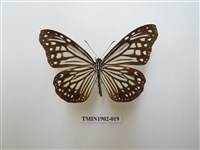 藏品(絹斑蝶)的圖片